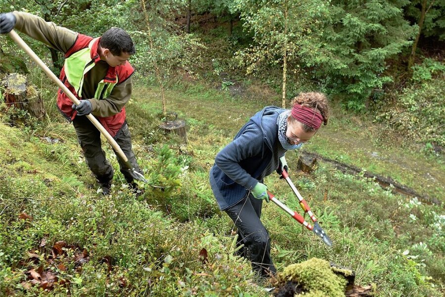Junge Europäer unterstützen Naturschutzprojekte im Vogtland - An einem felsigen Hang im Revier Erlbach arbeiten Magali Röhrich aus München und Sachsenforst-Mitarbeiter John Hahn an der Erhaltung eines Kreuzotterhabitats.