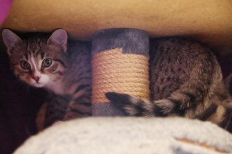 Junge Katzen bringen Tierheime der Region Zwickau an ihre Grenzen: „Wir werden zugeschüttet“ - Dagobert Duck und seine drei Geschwister wurden im Freien geboren. Nun wartet der scheue Kater im Tierheim Vielau auf einen liebevollen Dosenöffner.