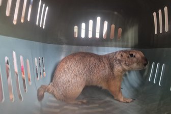 Junge Männer werden im Vogtland zu Helden: Wie ein tierischer Ausreißer zurück zu seiner Familie kommt - Der verlängerte Wochenend-Ausflug dieses Präriehundes endete am Montag: Zwei Ellfelder fingen den Ausreißer vom Falkensteiner Tierpark ein.