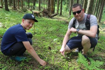 Junge Weißtannen trotzen Fällaktion - Alfons Richter und Jochen Wendler (von links) suchen zwischen Fichtenzweigen nach den Weißtannen-Pflänzchen.