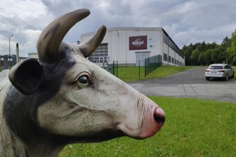 Jungrinder im Vogtland ausgebüxt – einige Tiere seit einer Woche verschwunden - Einige Rinder, die zum Hofgut Eichigt gehören, sind entlaufen. Das Hofgut gilt als größter Bio-Betrieb Sachsens.