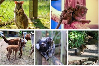 Jungtier-Boom in Tierpark im Erzgebirge pünktlich vor großem Fest - Gleich bei fünf Arten im Auer Zoo der Minis hat es in den vergangenen Wochen Nachwuchs gegeben.