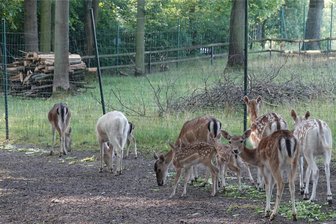 Jungtiere im Crimmitschauer Tiergehege: Wo es überall wimmelt - Im Damwildgehege gibt es fünf Kälber, die die Besucher in aller Ruhe beobachten können.
