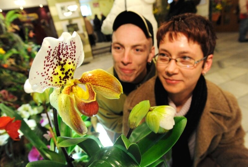 Königin der Blumenzum Greifen nah - 
              <p class="artikelinhalt">Die Mutter aller Orchideen, der Frauenschuh (Paphiopedilum). Sandra und Ronny Albert aus Oelsnitz sind Orchideen-Fans. Sie waren von der Schau im Neuberinhaus begeistert. </p>
            