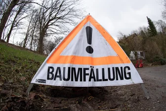 Käfer-Befall, Fäulnis, Schiefstand: In Schwarzenberg erfolgen noch diese Woche zahlreiche Baumfällungen - Noch bis Ende der Woche finden zahlreiche Baumfällungen in Schwarzenberg statt.