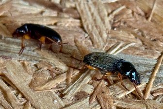 Käfer-Invasion in Hirschfeld: Rätselraten um Herkunft der Plagegeister geht weiter - Zwei Exemplare des Behaarten Erdbeersamenlaufkäfers, wie er derzeit zu Hunderten Hirschfeld heimsucht.