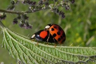 Käfer zeichnet sich durch Fresslust aus - Trotz des unterschiedlichen Aussehens handelt es sich um die selbe Art.