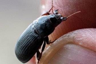 Käferplage des Vorjahres wiederholt sich in Rochlitz vorerst nicht - Die Getreidelaufkäfer hatten sich im vergangenen Jahr im Raum Rochlitz zur Plage für Anwohner und Gewerbetreibende entwickelt. 