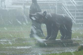 Kälteeinbruch im Erzgebirge: Schneefall auf dem Fichtelberg - Auf dem Gipfel des Fichtelbergs fand sich auch der hölzerne Bär plötzlich im Flockenwirbel wieder.