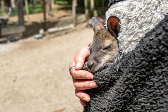 Känguru-Baby im Pulli - Tierpark-Chefin als Ersatz-Mama - Känguru Elli schaut aus dem Pulli von Tierpark-Chefin Nicole Hoffmeister. Sie zieht das verwaiste Jungtier groß.