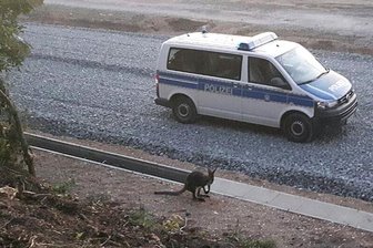 Känguru büxt erneut aus Gehege aus - Betäubungspfeil hilft nicht -