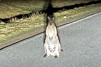 Känguru löst in Sachsen einen Polizeieinsatz aus - Dieses Foto machte ein verblüffter Autofahrer auf einer Kreisstraße in Sachsen.