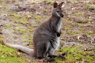 Känguru-Männchen beziehen WG im Tiergarten Falkenstein - Einer der Jungs aus dem Känguru-Quintett, das seit wenigen Wochen das Gehege bewohnt. Die Jungtiere kommen aus Zoos in Duisburg, Mönchengladbach und Eisenberg und haben sich gut eingelebt.