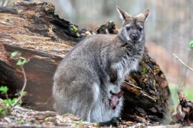 Kängurus: Baby entzückt Gäste im Tierpark - Etwas Geduld ist nötig, um das Känguru mit seinem Nachwuchs vor die Linse zu bekommen. 