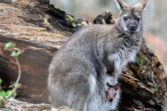 Kängurus: Baby entzückt Tierpark-Gäste - Etwas Geduld ist nötig, um das Känguru mit seinem Nachwuchs vor die Linse zu bekommen.