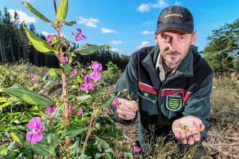 Kahlschlag im Revier Börnichen: Nach dem Käfer kommt die Killerpflanze - Revierförster Thomas Köhler zeigt Samenkapseln des Drüsigen Springkrauts an der Börnichener Länge. Diese springen durch einen mechanischen Reiz auf und schleudern ihre Samen weit heraus. 