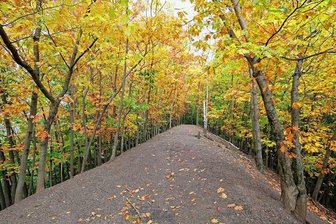 Kaisergrubenhalde Gersdorf: Planung wird eingestellt - Auf der Kaisergrubenhalde wachsen auch Rotbuchen.