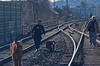 Kalb Anton hält in Glauchau Polizei auf Trab - Kalb Anton flüchtet in Glauchau vor den Polizeibeamten.