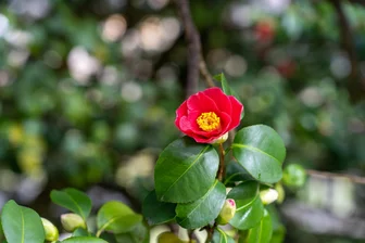 Kamelienhaus in Pillnitz: Die ersten Blüten zeigen sich schon - Die ersten Blüten sind schon zu sehen. Hauptblühzeit ist im März.