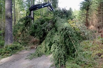 Kammloipe im Erzgebirge für Wanderer und Radfahrer gesperrt: Was der Grund ist - Wegen Baumfällarbeiten müssen Wanderwege auf der Kammloipe gesperrt werden.