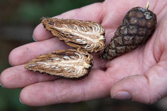 Kampf gegen Waldschäden im Vogtland: Oelsnitzer Samenplantage wieder aktiviert - Eine große Zapfenernte-Aktion fand jetzt im Oelsnitzer Stadtwald Röhrholz statt. Der Zapfensamen dient als Saatgut für die Aufforstung geschädigter Wälder.
