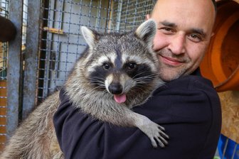Kampf um ein Waschbär-Gehege in Westsachsen: Das sagt die Behörde - Marcel Berwing kämpft seit Monaten um die Genehmigung für ein Waschbär-Gehege.