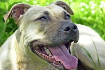 Kampfhunde: Die Linke will Regeln für Halter entschärfen -