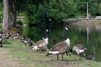 Kanadagänse: Stadt spricht Fütterungsverbot aus - Gerade beim Nachwuchs der Kanadagänse könnte das Füttern zu schwerwiegende Fehlbildungen führen, sagen Experten. 