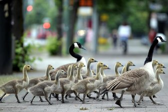 Kanadagänse werden am Hofer Untreusee zunehmend zum Problem - Kanadagänse haben am Hofer Untreusee für reichlich Nachwuchs gesorgt.