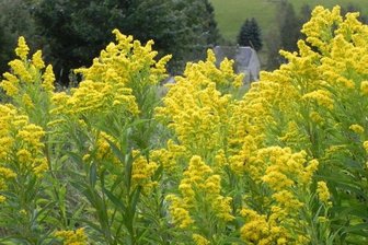 Kanadische Goldrute bedroht Felsflora - Die Kanadische Goldrute.