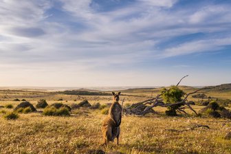 Kangaroo Island: „Die Insel ist wie ein Zoo, nur ohne Zäune“ - Weite Landschaften - und natürlich ein Känguru.