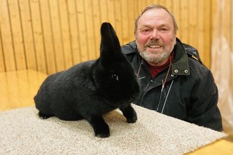 Kaninchenschau im Erzgebirge: Wer sind die Exoten? - Karl-Heinz Bethke aus Beierfeld züchtet seit 1975 lackschwarze Alaska-Kaninchen, die in einer Sonderschau am Wochenende in Zschorlau die Blicke auf sich ziehen werden. Die dortige Kreisschau wartet mit 480 Tieren verschiedener Rassen auf.