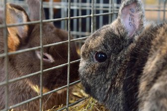 Kaninchenzüchter aus Sachsen und Thüringen präsentieren seltene Rassen auf der Erlauer Rammlerschau - Kaninchen wie diese zu einer früheren Schau können am Wochenende in Erlau bewundert werden.
