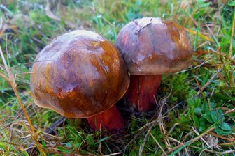 Kann man Pilze trotz Nachtfrost im Vogtland noch essen? - Hexenröhrlinge wachsen dieses Jahr auch im November noch.