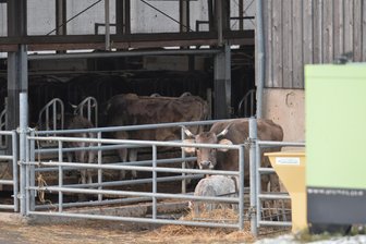 Kanzleilehngut Halsbrücke: Das haben die amtlichen Kontrollen ergeben - Im Kanzleilehngut Halsbrücke werden auch Kühe gehalten.