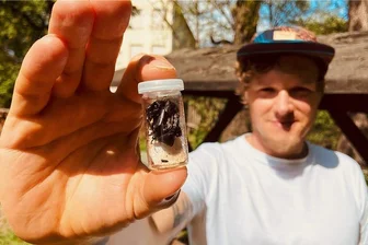 Karl der Käfer wird nun doch gefragt - Maximilian Schweiger von der Naturschutzbehörde des Landkreis Zwickau unterstützt die Kreisnaturschutzstation Gräfenmühle in Neukirchen bei Werdau. Er zeigt ein Exemplar der Käferart Eremit. Die Naturschutzstation kümmert sich um den Erhalt der streng geschützten Käferart. 