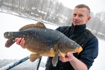 Karpfen zu Silvester im Erzgebirge: Was er kostet und wo es ihn in der Region zu kaufen gibt - Andy Kaden, Mitarbeiter der Firma Erzgebirgs-Fisch im Olbernhauer Ortsteil Hallbach, zeigt einen etwa 4 Kilogramm schweren Karpfen.