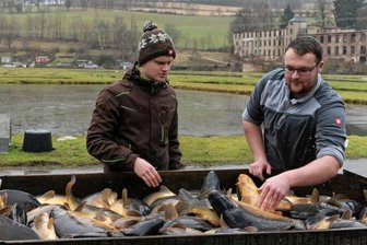 Karpfenverkauf hat Hochsaison - 