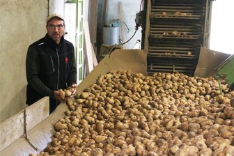 Kartoffelernte im Vogtland hat begonnen: Doch nur noch wenige Landwirte in der Region bauen sie noch an - Robert Sammer prüft die Qualität der frisch geernteten Kartoffeln.