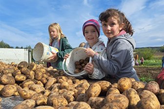 Kartoffelernte wie früher auf dem Ferienhof Falkenau - Maja, Lea und Hanna kippen die gesammelten Kartoffeln auf dem Ferienhof in Falkenau auf einen Anhänger.