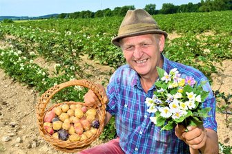 Kartoffelernte wie zu Omas Zeiten und Kartoffelfest: Helfer in Reichenbacher Ortsteil gesucht - Seit der Kartoffelblüte im zeitigen Sommer hat sich etwas getan. Besucher können sich am Wochenende davon überzeugen.