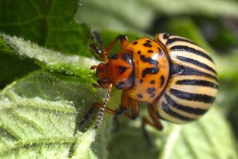 Kartoffelkäfer fressen sich bei Schönberg statt - 