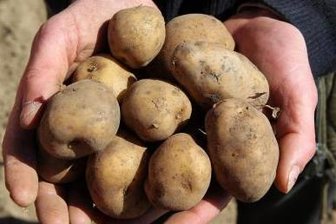 Kartoffelmarkt am Rathaus -