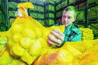 Kartoffeln aus dem Lager kaufen oder selbst einkellern? - Das Kartoffellager der Katzensteiner Agrar GmbH ist gut gefüllt. Geschäftsführer Paul Borrmann rät dennoch vom Einkellern größerer Mengen ab. Derart optimale Bedingungen, wie sie sein Lager aufweise, biete in der Regel kein privater Keller.