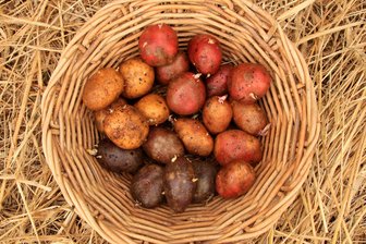 Kartoffeln im Garten: Wozu Experten im Vogtland raten – Trends und Tipps für den eigenen Anbau - Kartoffeln gibt es in verschiedenen Kochtypen, Reifezeitpunkten, Farben und Formen.