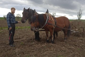 Kartoffeln selbst ernten ist in Lauterbach möglich - Matthias Herziger rodet mit zwei seiner Pferde auf seinem Feld die Kartoffeln.