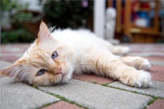Kastrationspflicht für Katzen: Landratsamt kassiert Zwickauer Regelung - Diese Katze lebte lange unkontrolliert auf einem Bauernhof. Nach dem Tod des Besitzers wurde sie eingefangen und kastriert.