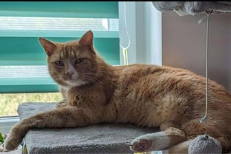 Kater aus Geringswalde aus Tierheim ausgebüxt - Kater Glüxi aus Geringswalde sollte im Tierheim Leisnig Urlaub machen, büxte dort aber aus.