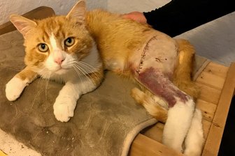 Kater Dom, Leopardin Lila oder Therapiepony Urmel – die tierischen Stars aus dem Erzgebirge - Kater Dom aus Grünhainichen nach seiner ersten Operation im vergangenen Juni.