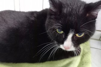 Kater in Not: Mucki und Bob warten auf ein Wunder in Leisnig - Das Tierheim Leisnig sucht nach einem neuen Zuhause für Kater Mucki.